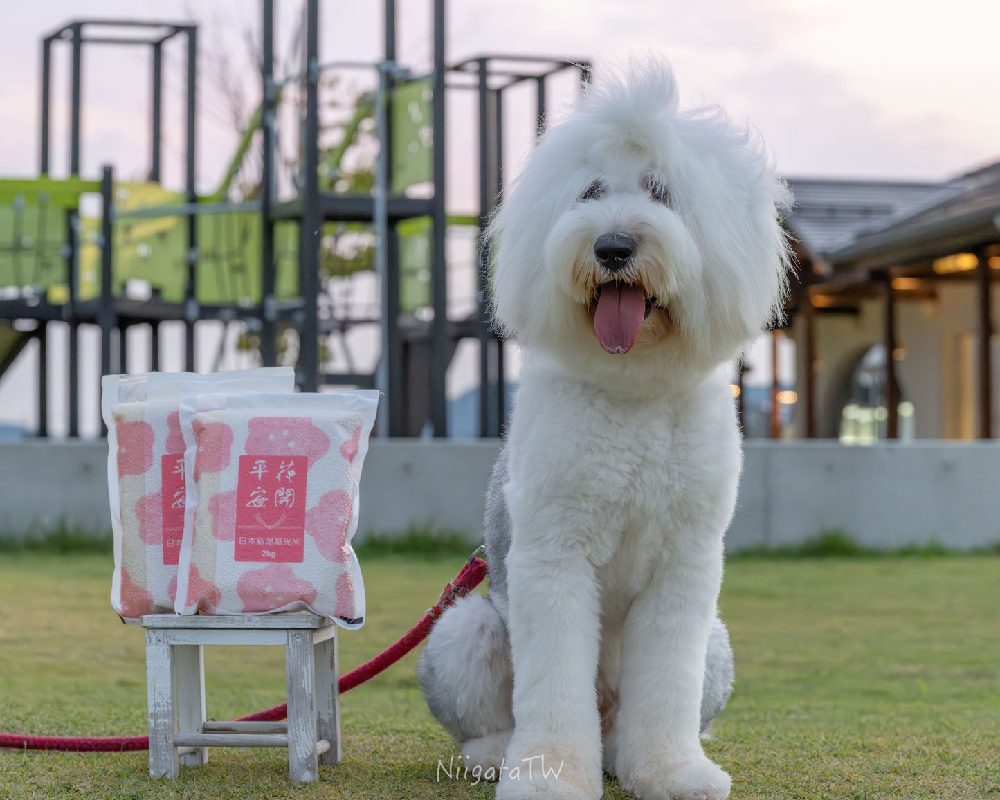 日本新潟花開平安越光米